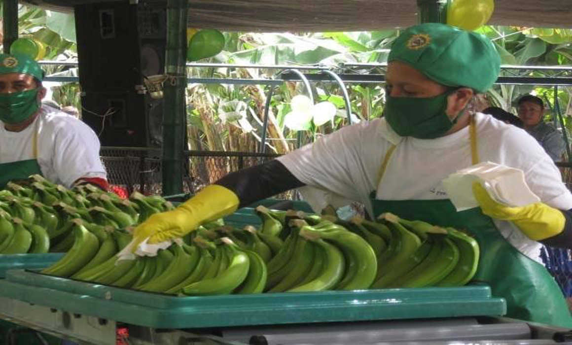 bananook