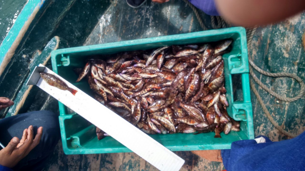 decomisocabrillas