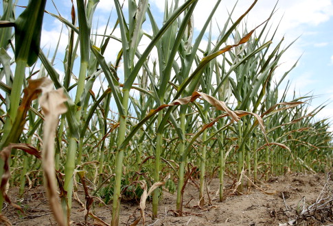 Corn Fields