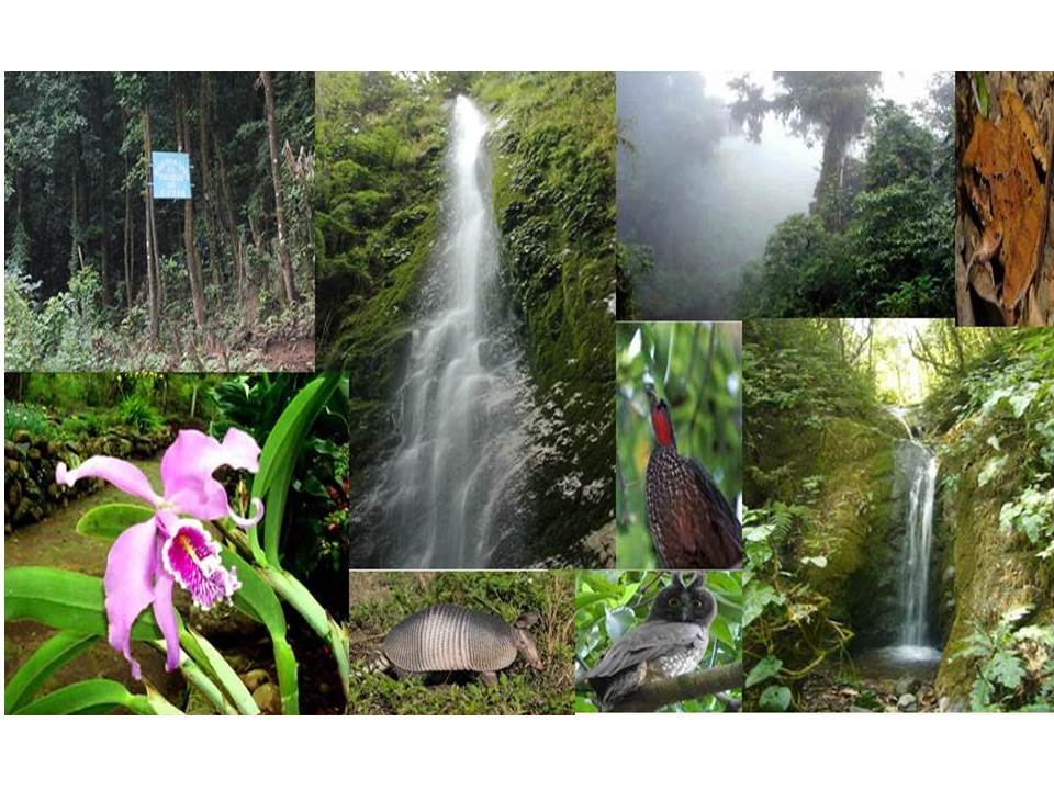 bosque cuyas