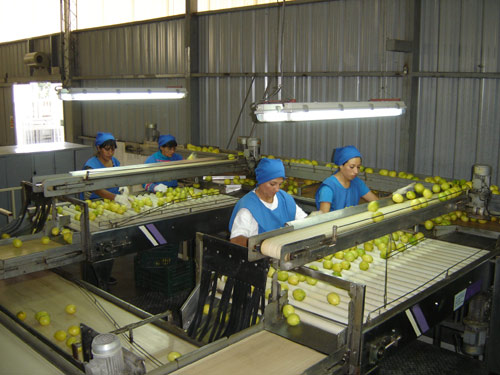 mango empaque