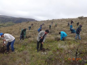 Reforestacion 02 hbba