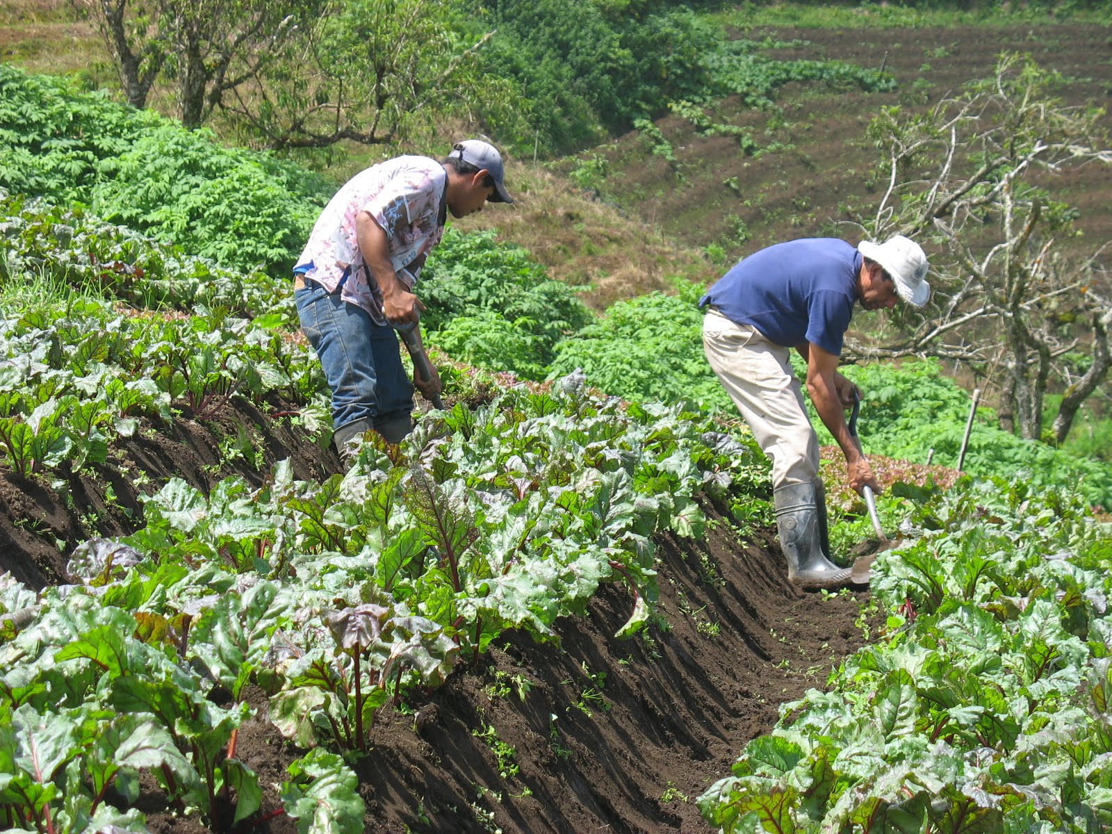 agro investigacion