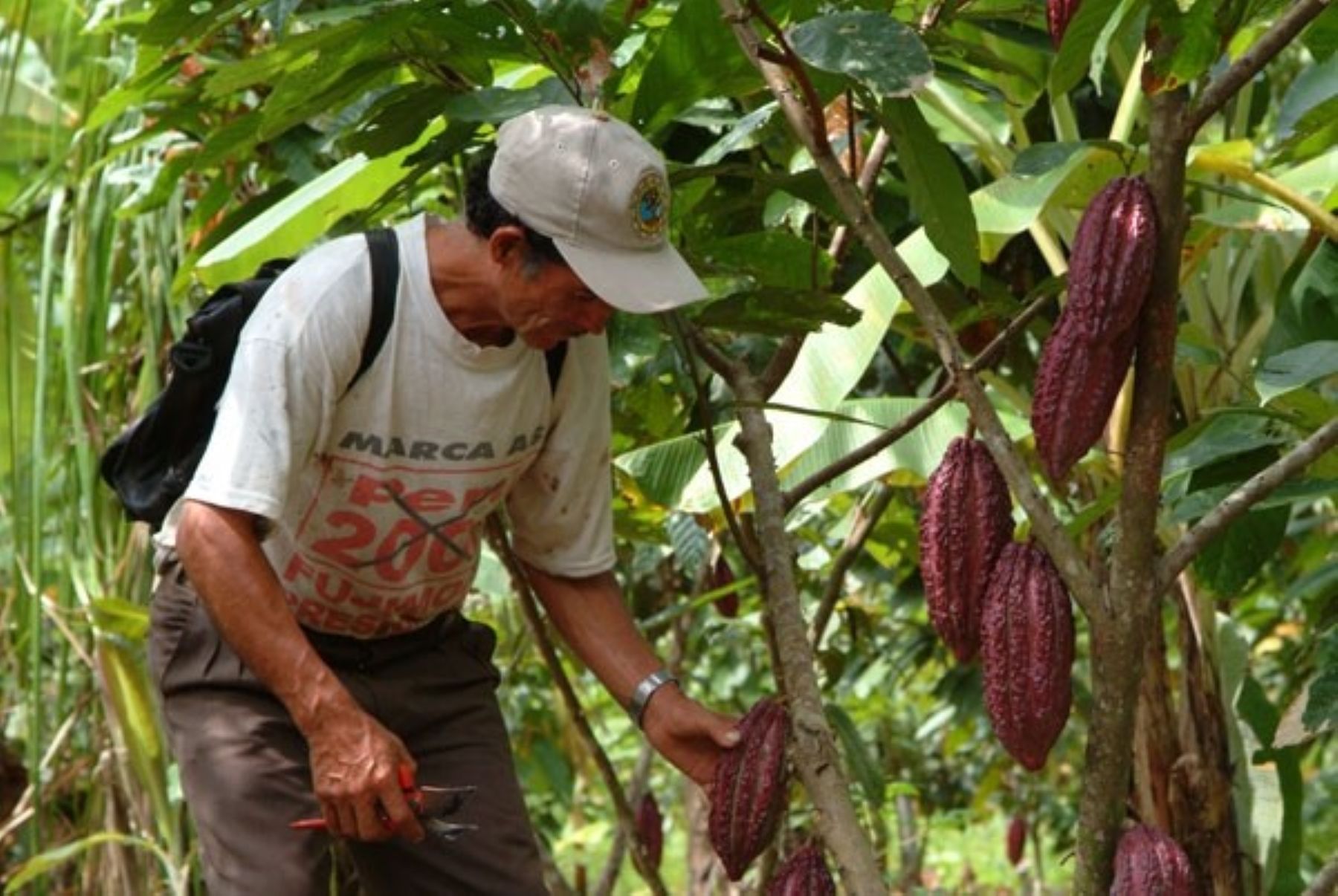 cacao en piura