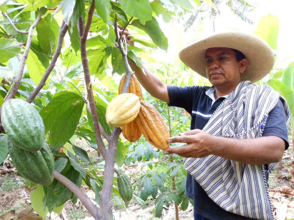 cacao exportacion