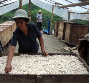 cacao mujer