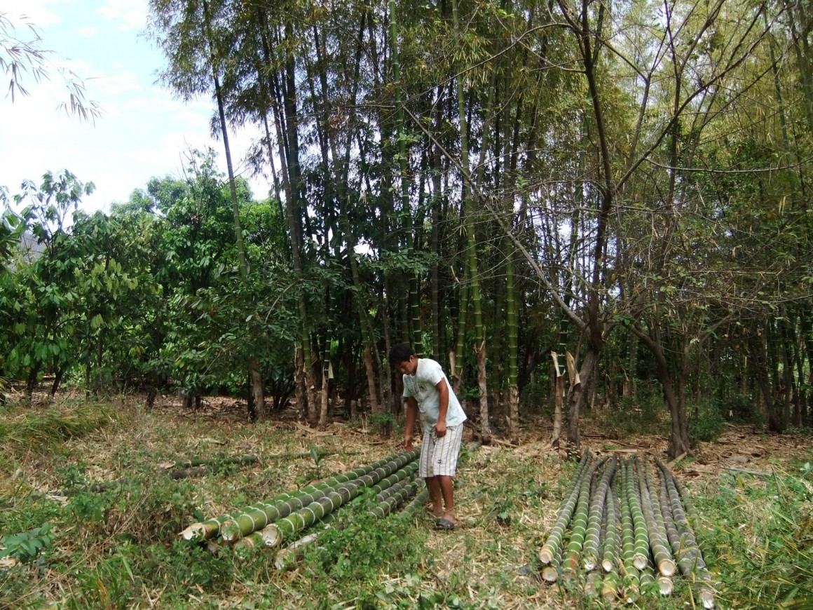 bambú