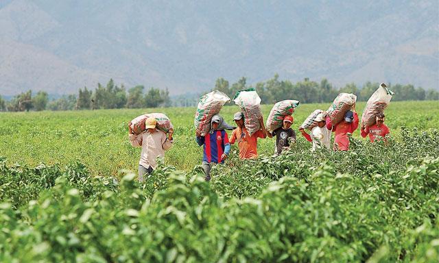 agencia agraria sapillica
