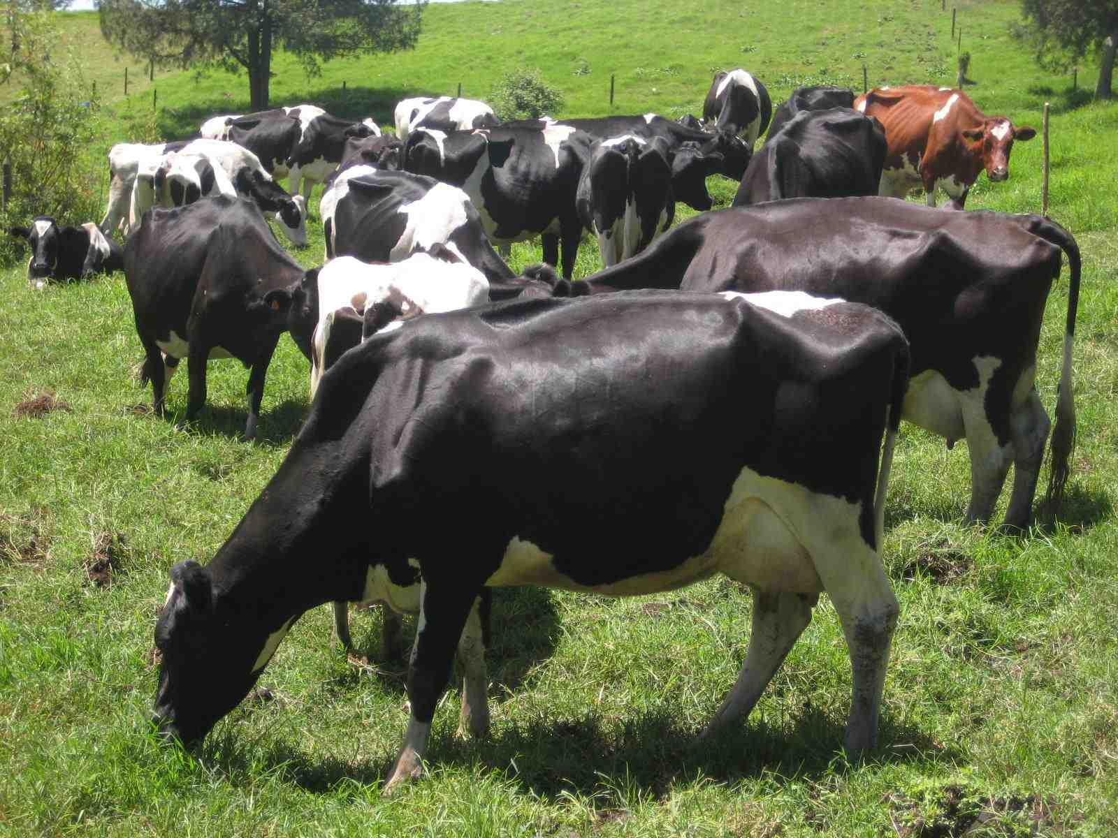 Vacas Pastando