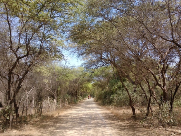 reforestar