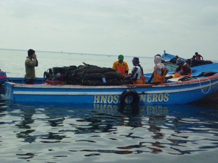 acuicultores