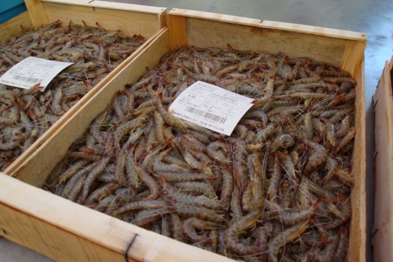 langostinos