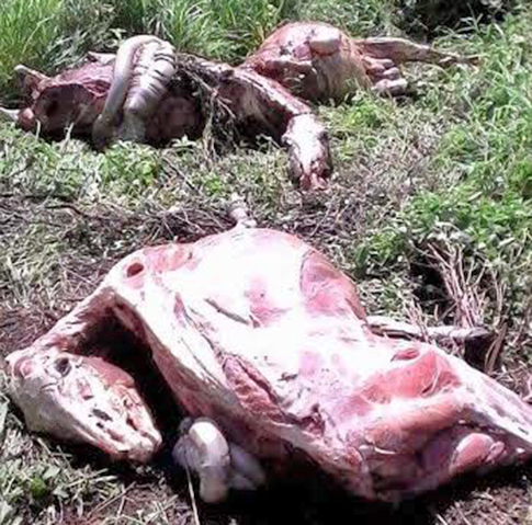 burros sin piel