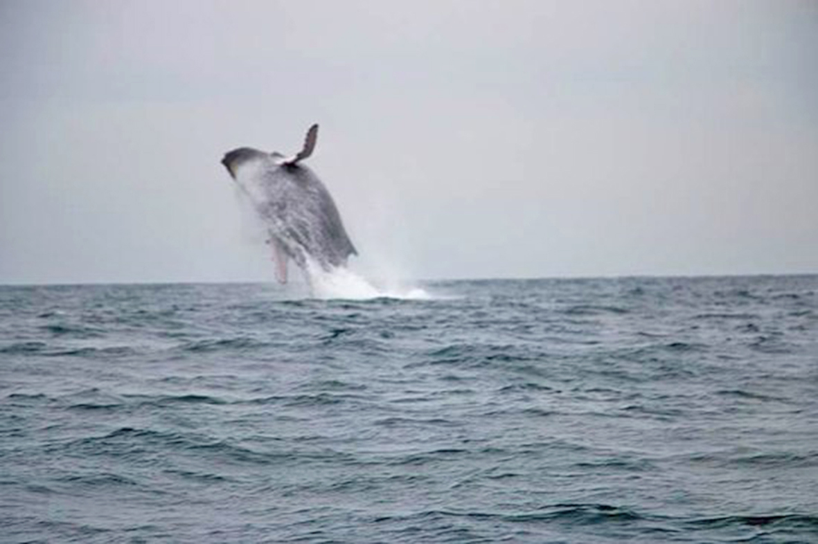 mar piurano ballena