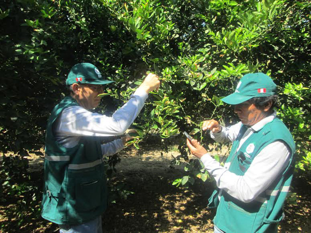senasa inspecciona