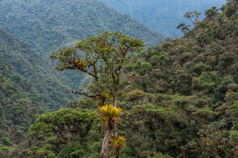 bosque chicuate chinguelas El área de conservación Chicuate-Chinguellas es parte del territorio de la comunidad campesina Segunda y Cajas, con una población de 4 900 habitantes.