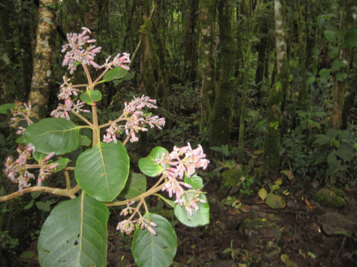 arbol quina 2