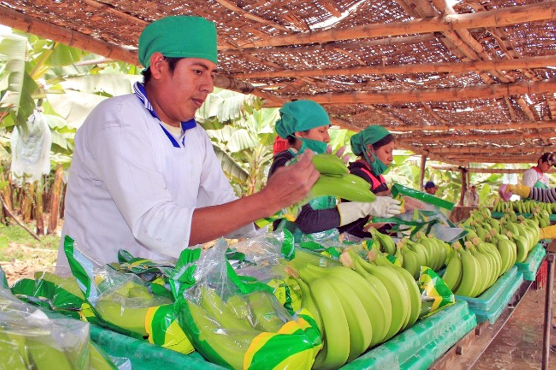 asociación_banano_valledelchira