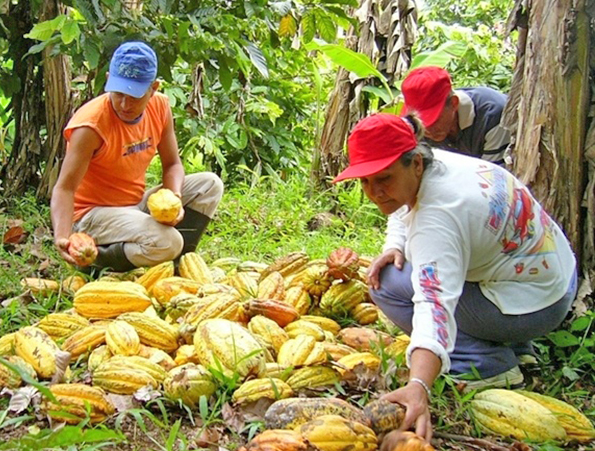 productores_cacao_referencial