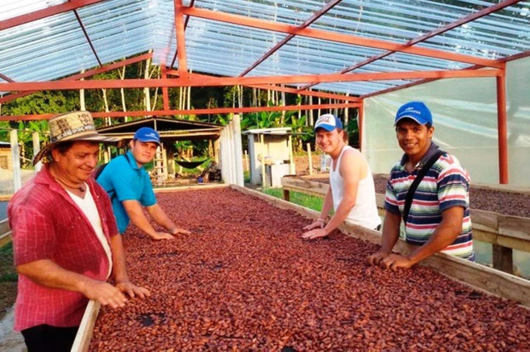 cacao