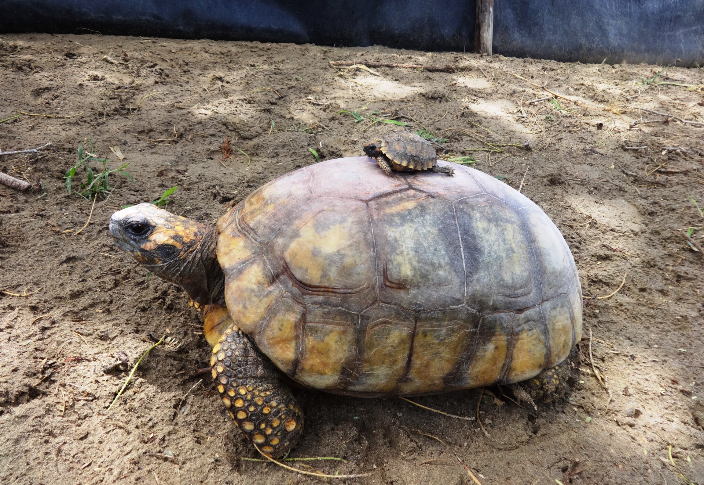 tortuga