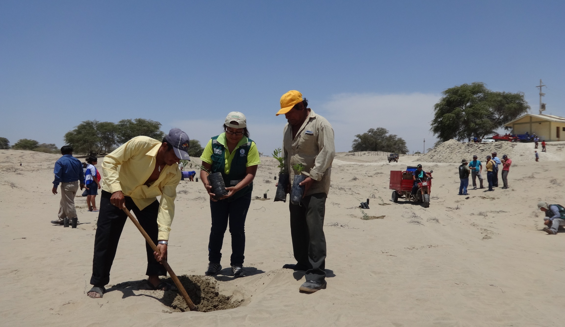 reforestacion