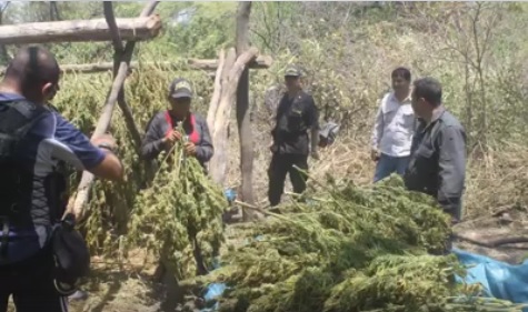 marihuana