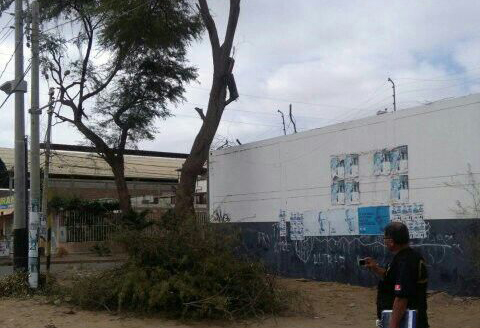 algarrobo