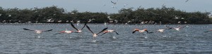 pelicanos
