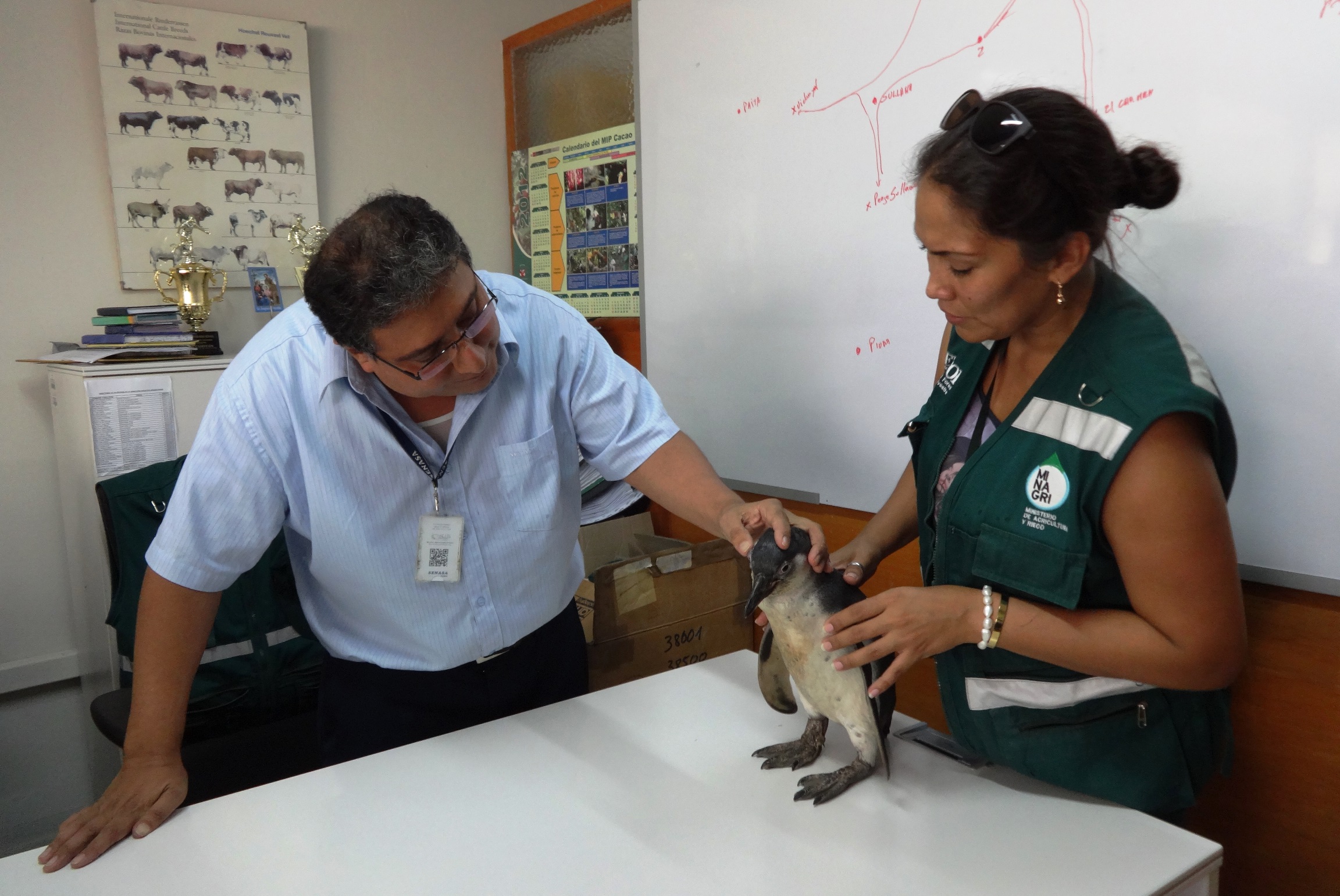 Rescate de pingüino4