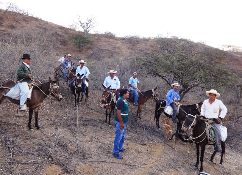 caballos