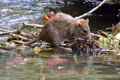 leptospirosis 02 (1)