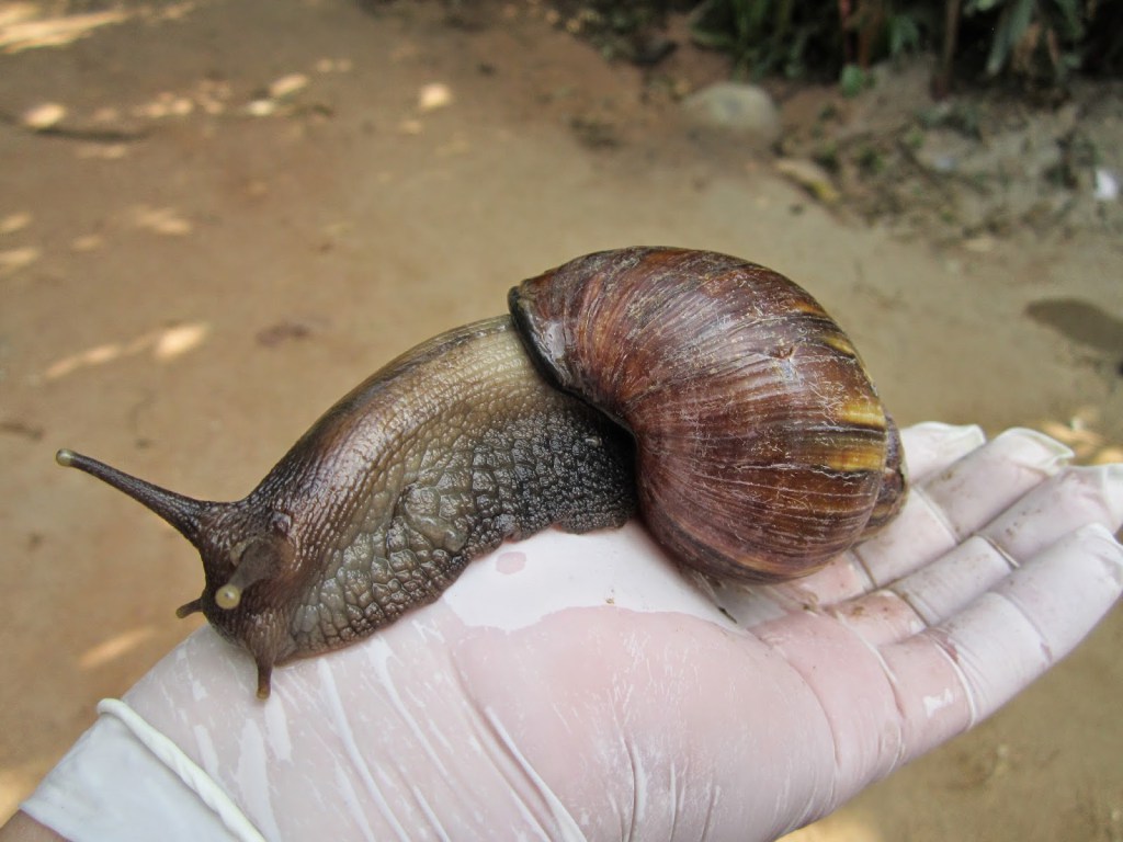 caracol_gigante_junin