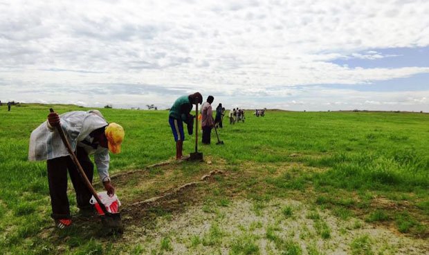 reforestacion