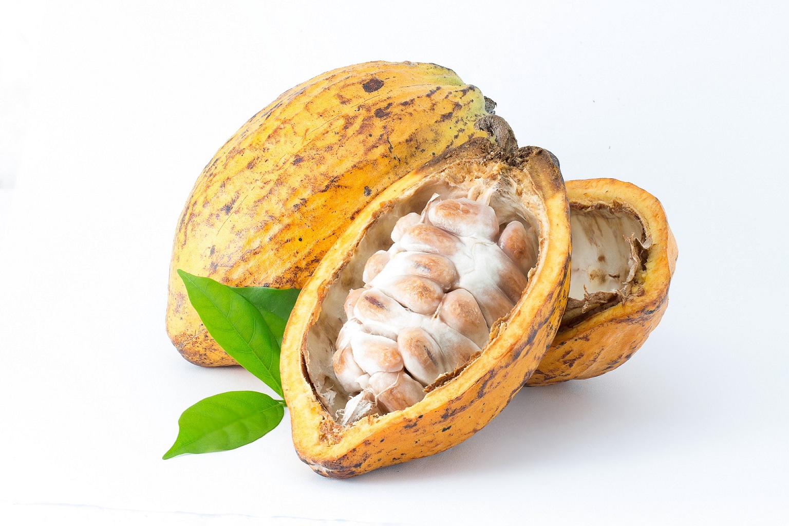 cacao blanco