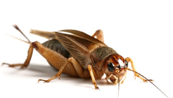 grillo