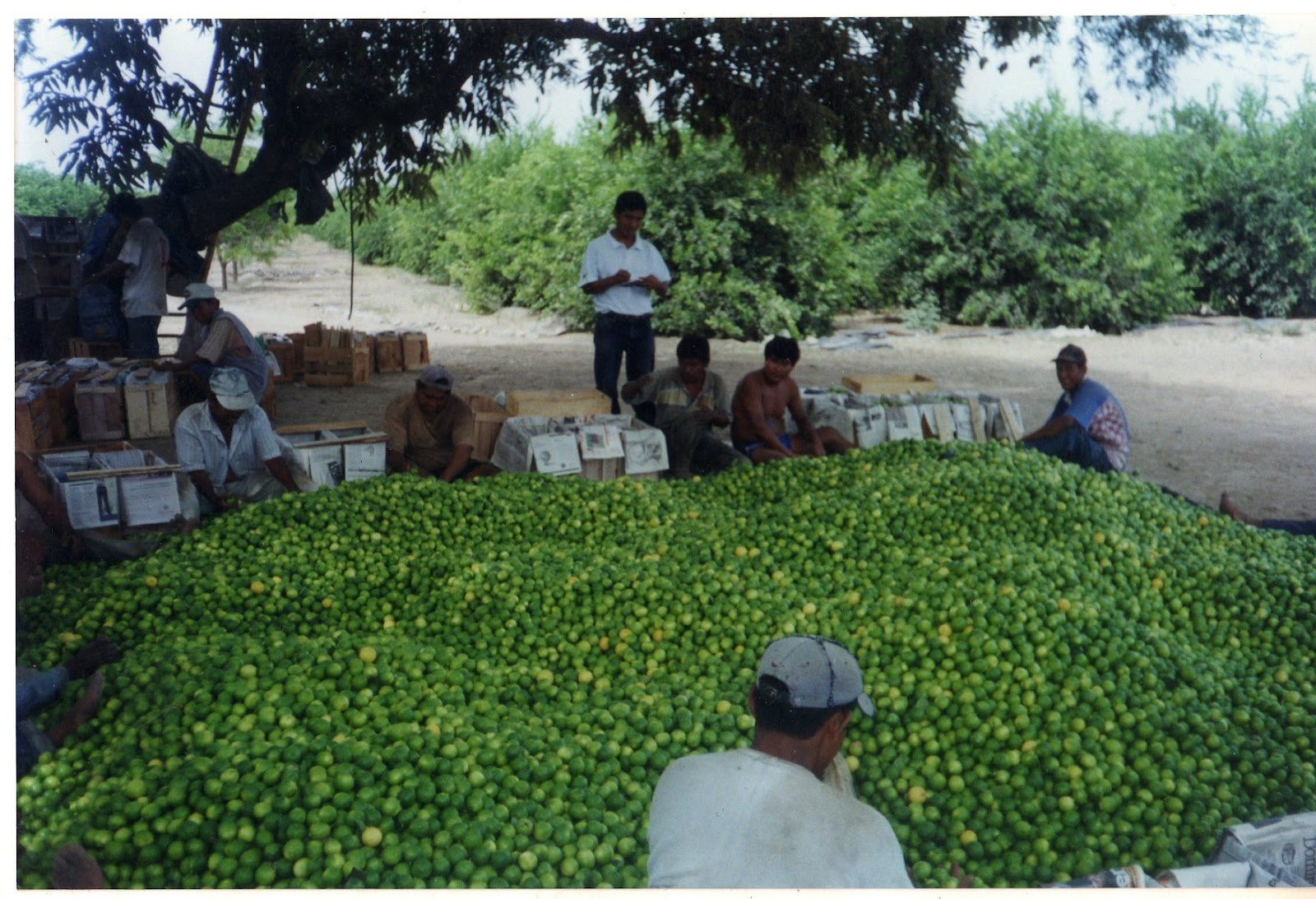 limón piurano