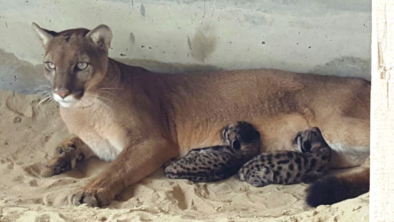 Nacimiento de pumas_Piura2