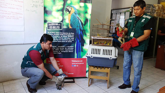 Rescate de fauna silvestre 1