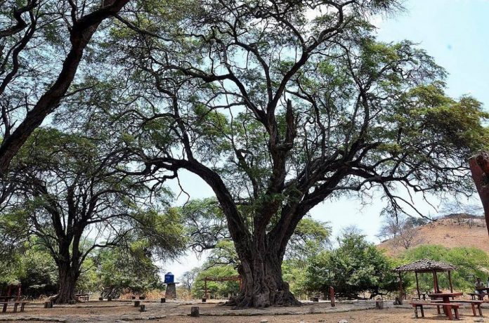 Árbol Rey