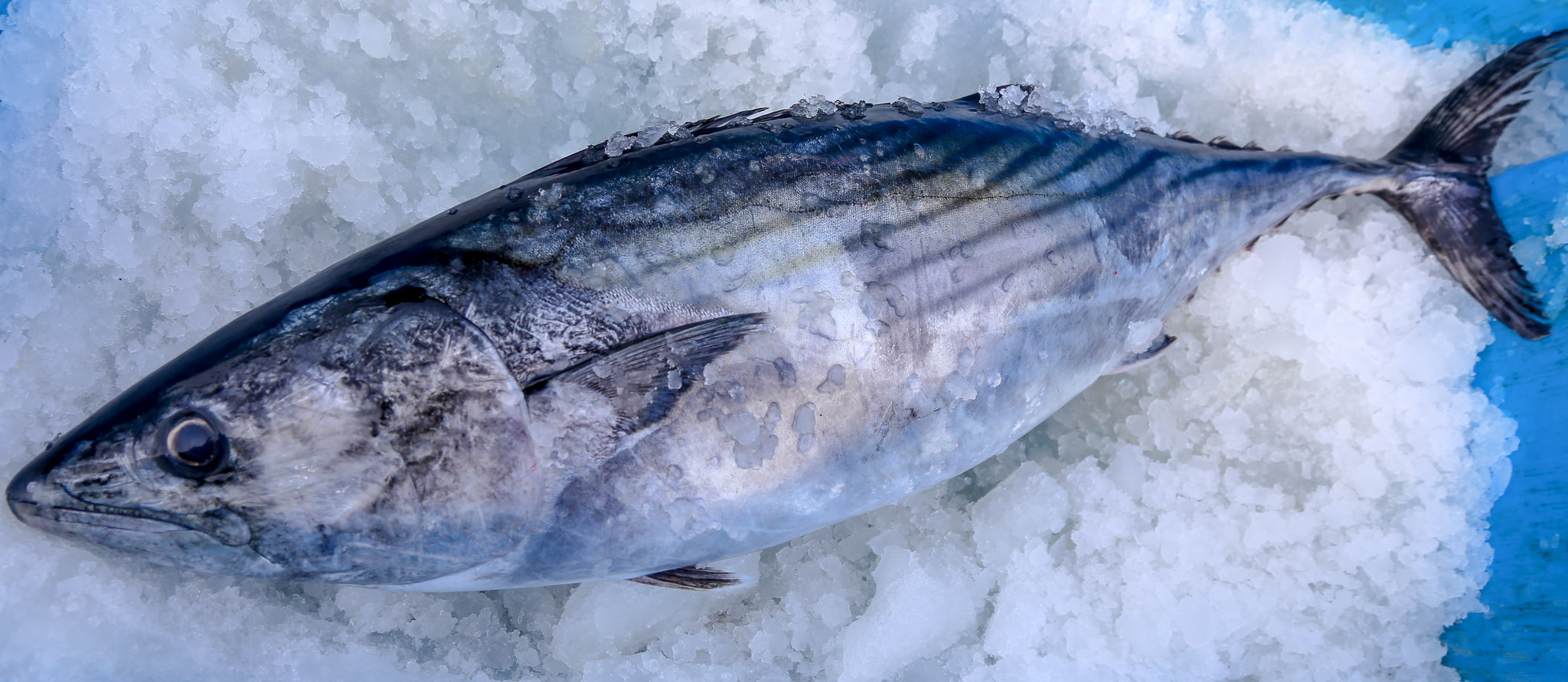 El pescado congelado es igual de nutritivo que el fresco