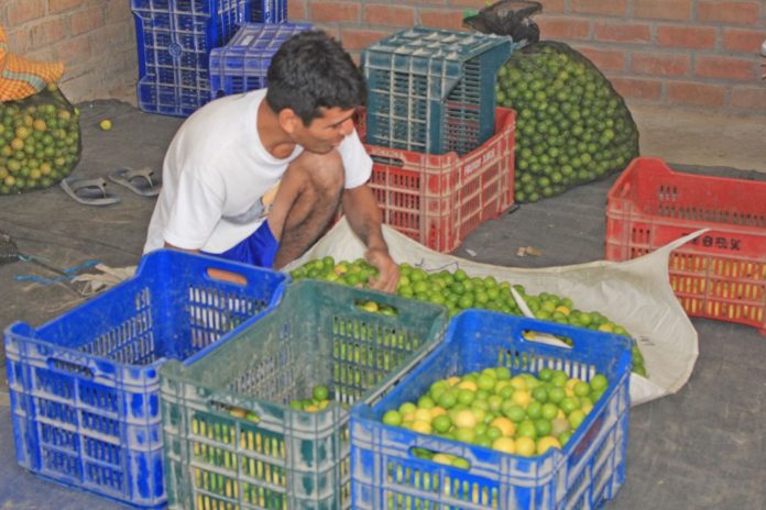 limon-andina