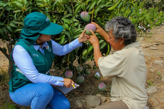 mango-tambogrande-san-lorenzo