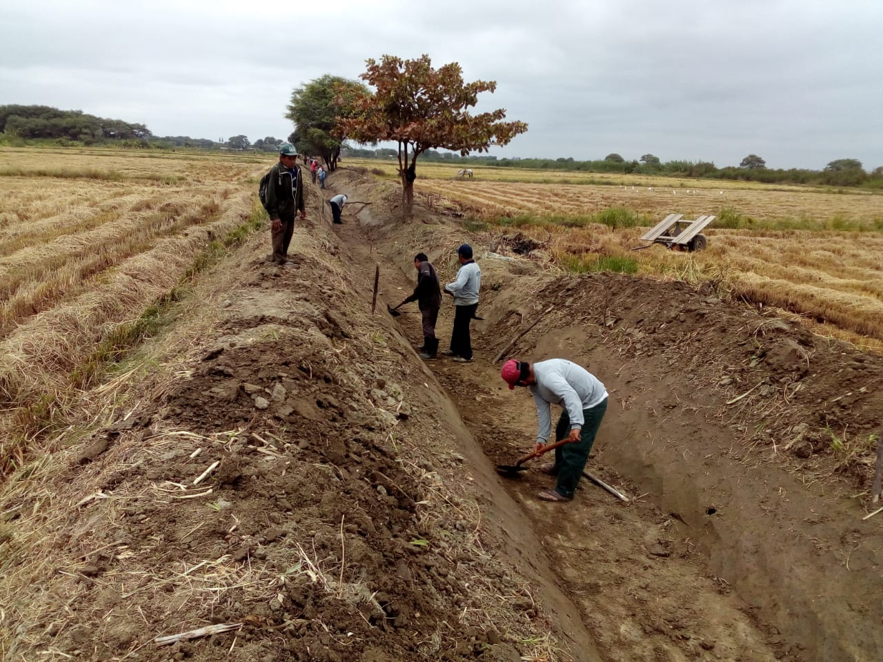 Piura: 5 mil pobladores trabajan en la limpieza de drenes y canales