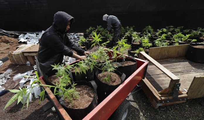 marihuana-planta-elpais