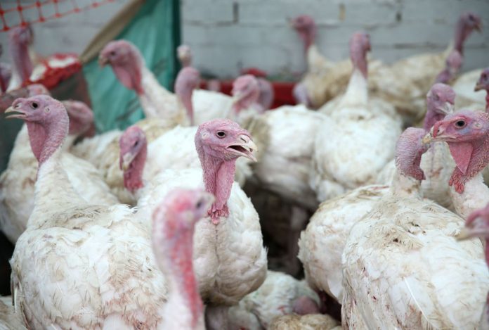 pavos