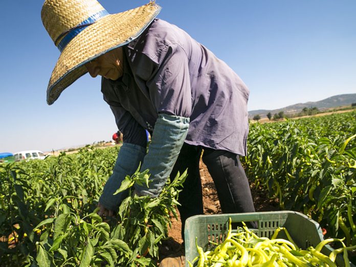 agricultora
