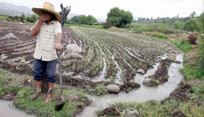 pequeña_agricultura