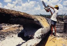 Gobernadores regionales: “Ley que promueve la deforestación en el Perú debe ser derogada”