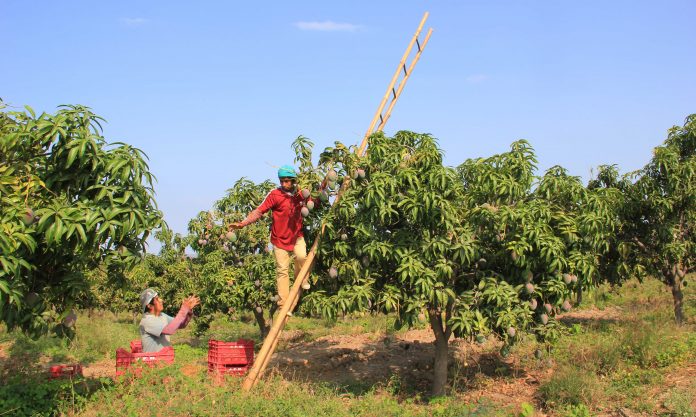 frutas de piura productores